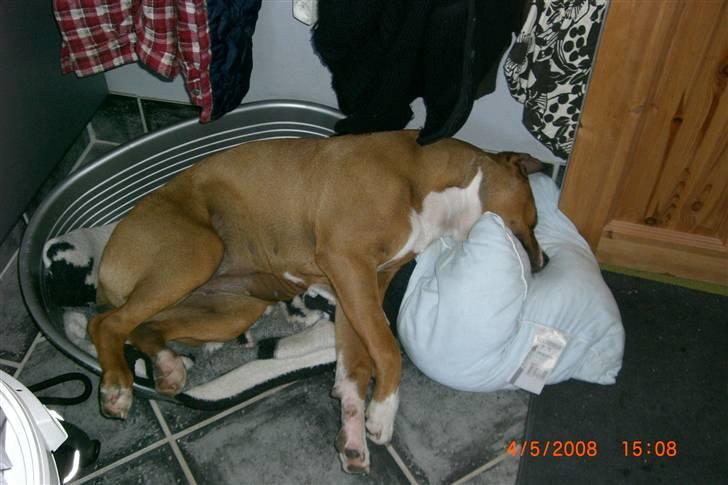 Amerikansk staffordshire terrier Donna  - Man kan jo ik ligge i sin kurv mere.. billede 6