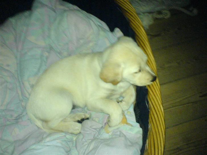 Blanding af racer Luzi - luzi 10 uger gamle billede 1