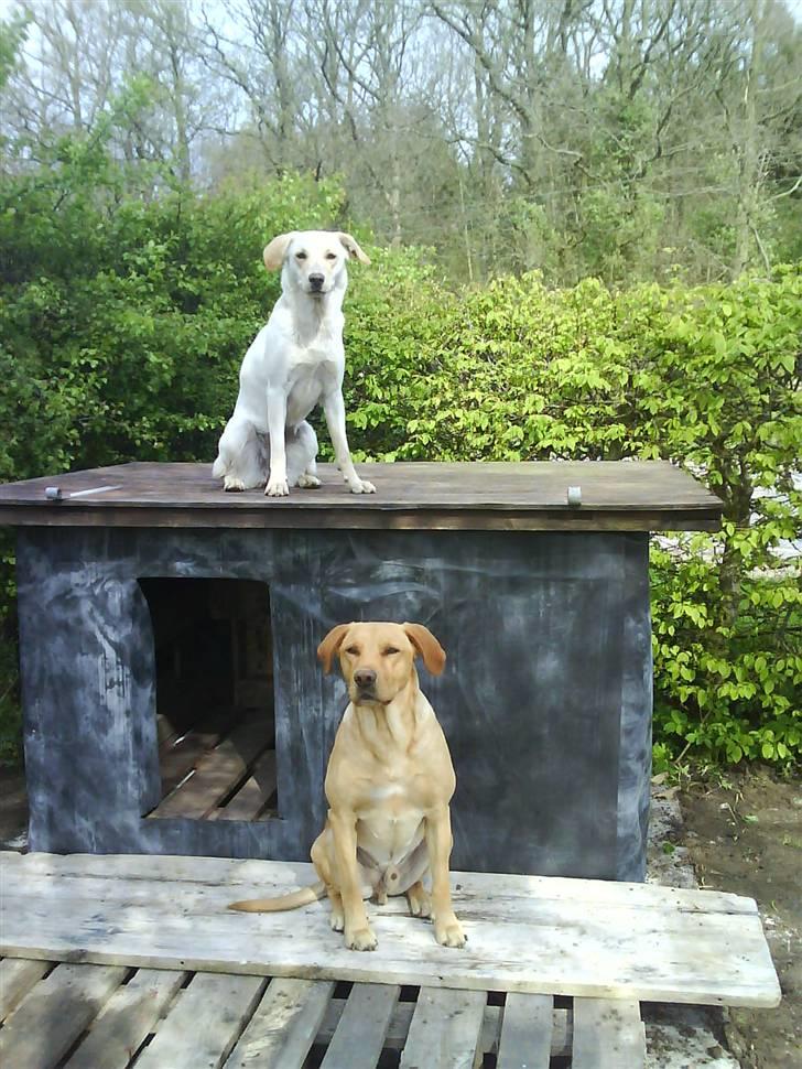 Blanding af racer Luzi - luzi på hendes ny hundehus billede 2