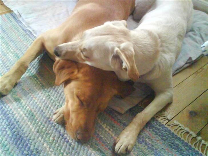 Blanding af racer Luzi - luzi og sin puttedyr nuggi billede 3