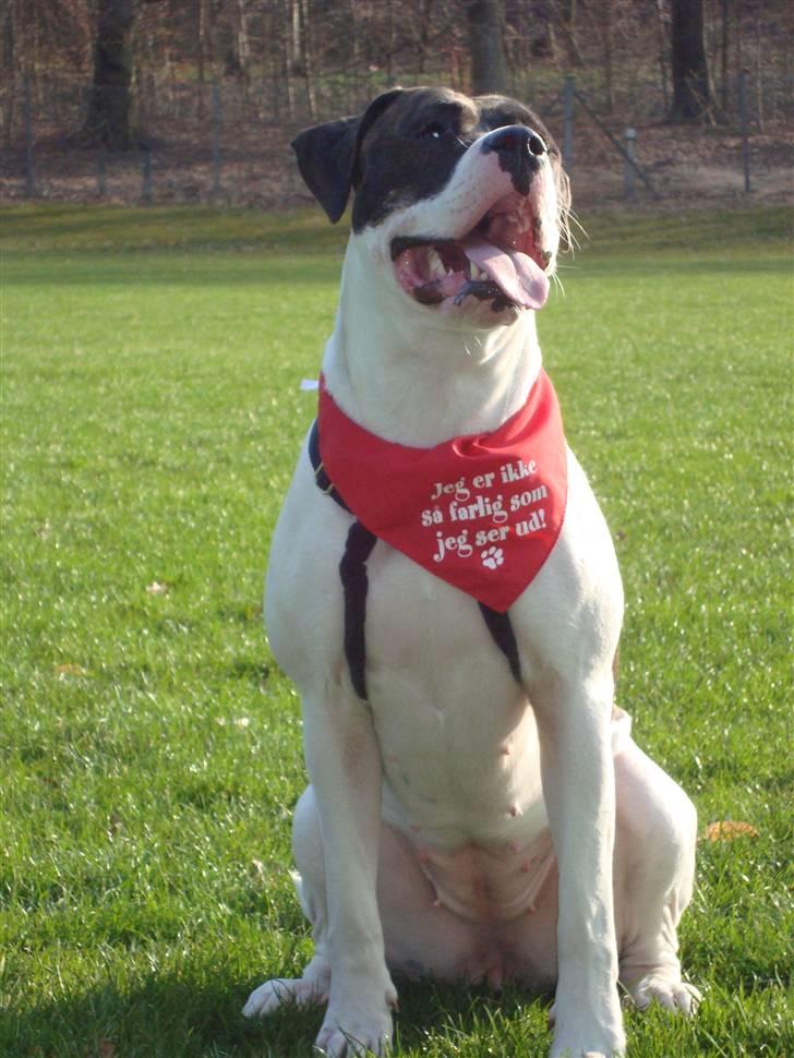 Amerikansk bulldog Cischa (Afrodite) R.I.P Savnet - Cischa 1 år og 2 mdr. billede 1