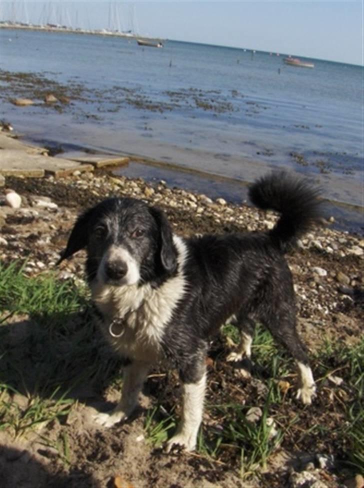 Blanding af racer marco billede 13