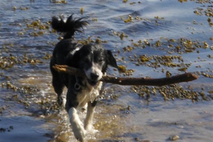 Blanding af racer marco billede 14