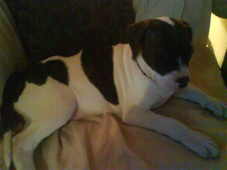 Amerikansk bulldog Cischa (Afrodite) R.I.P Savnet - Cischa 12 uger (: billede 2