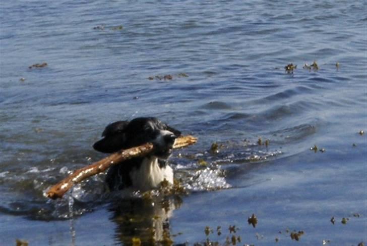 Blanding af racer marco billede 15