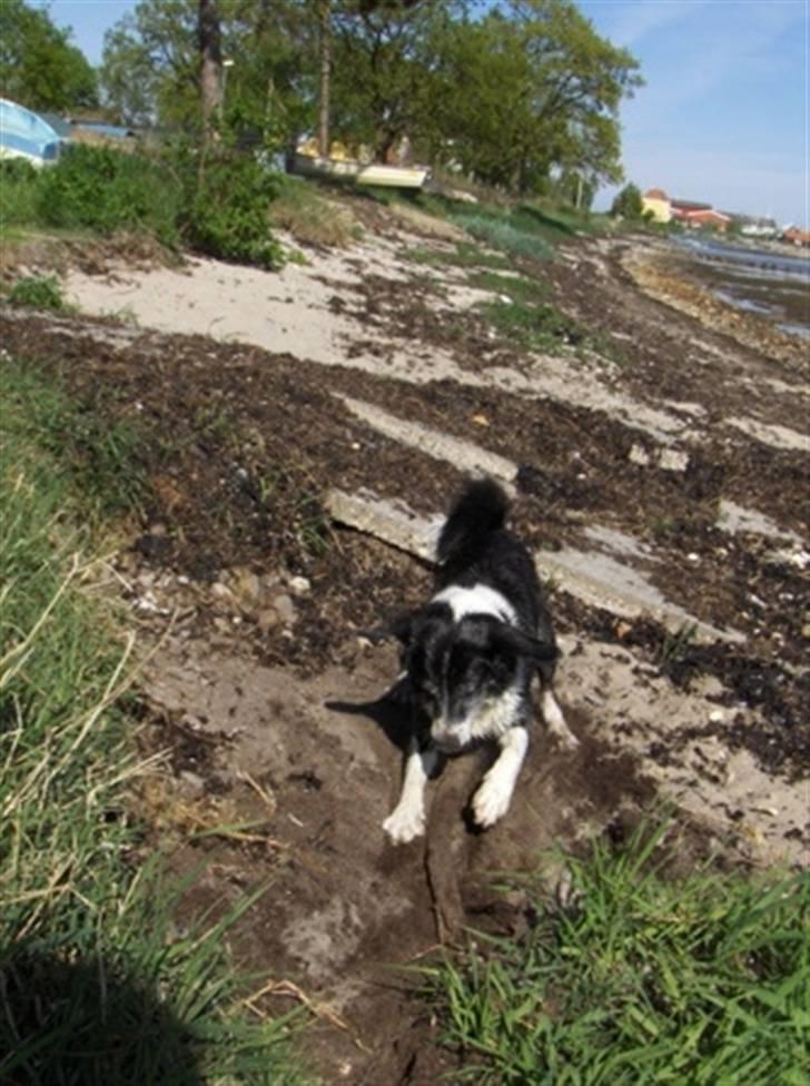 Blanding af racer marco billede 16