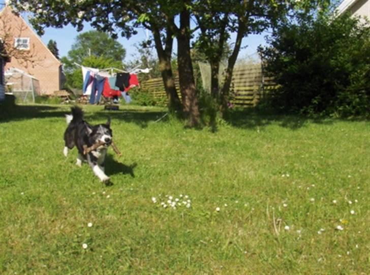 Blanding af racer marco billede 17