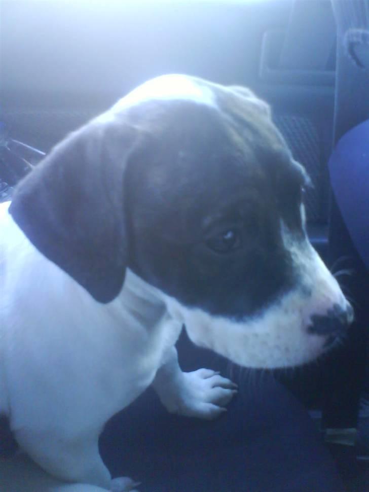 Amerikansk bulldog Cischa (Afrodite) R.I.P Savnet - Cischa 11 uger (: på vej hjem fra Korsør. billede 3