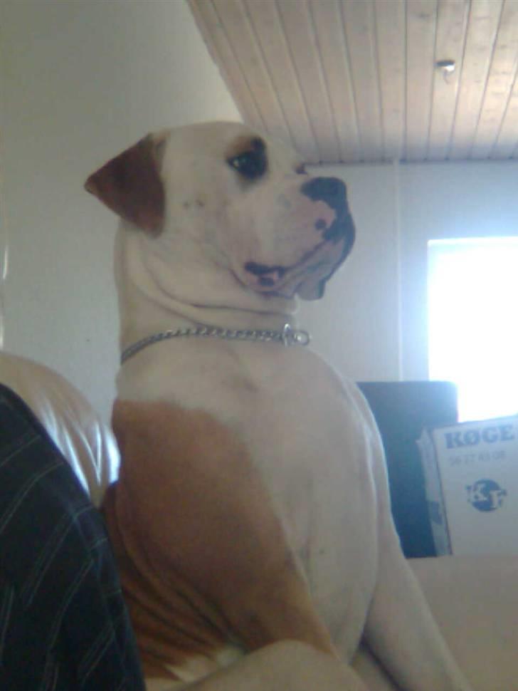 Amerikansk bulldog Diesel *R.I.P* - Diesel som vi husker ham. Glad og Stolt... Vi elsker dig for altid... billede 1