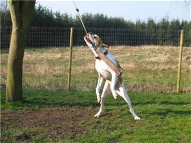 Amerikansk bulldog Diesel *R.I.P* billede 3