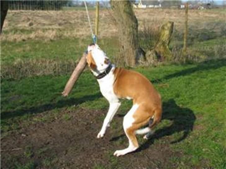 Amerikansk bulldog Diesel *R.I.P* billede 4