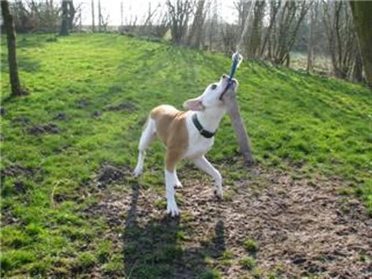 Amerikansk bulldog Diesel *R.I.P* billede 5