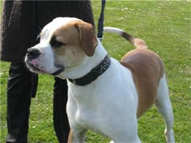 Amerikansk bulldog Diesel *R.I.P* billede 6