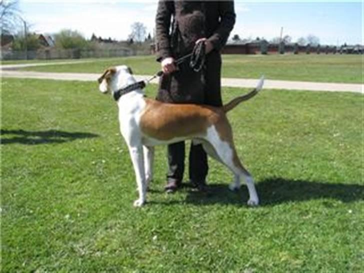 Amerikansk bulldog Diesel *R.I.P* billede 7