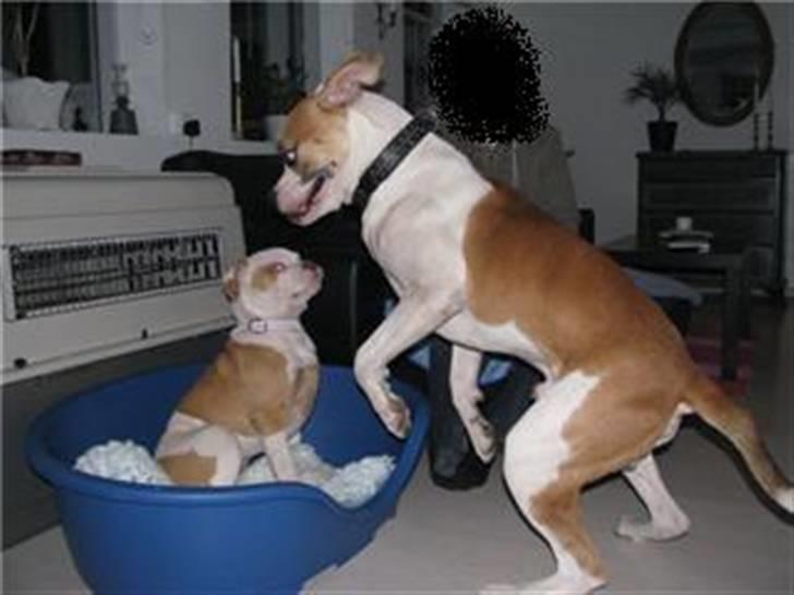 Amerikansk bulldog Diesel *R.I.P* billede 8