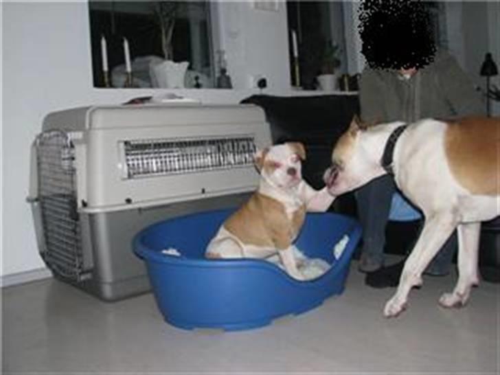 Amerikansk bulldog Diesel *R.I.P* billede 9