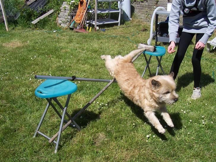 Cairn terrier Rollo - Tjek lige bagbenene:D billede 8