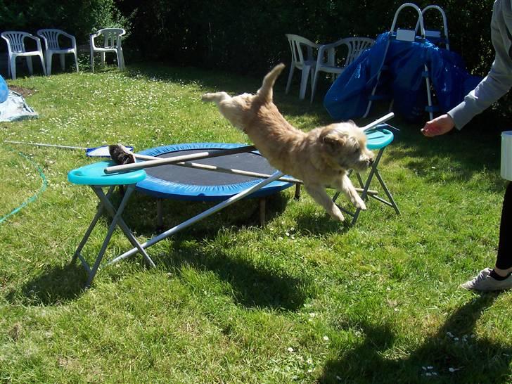Cairn terrier Rollo - har den hund spring talent? helt sikkert! billede 9