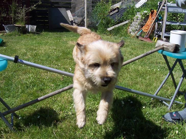 Cairn terrier Rollo - Hvorfor ikk højere mor? billede 10