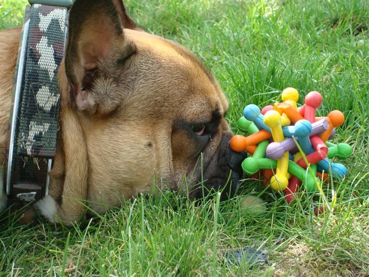 Fransk bulldog Hector - Jeg skal jo passe på at der ikk er nogen der tar det... så vågner vis nogen tager det! (1 år) billede 9