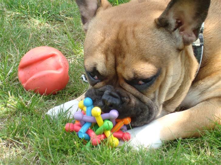 Fransk bulldog Hector - Åhh elsker mit nye legetøj (1 år) billede 10