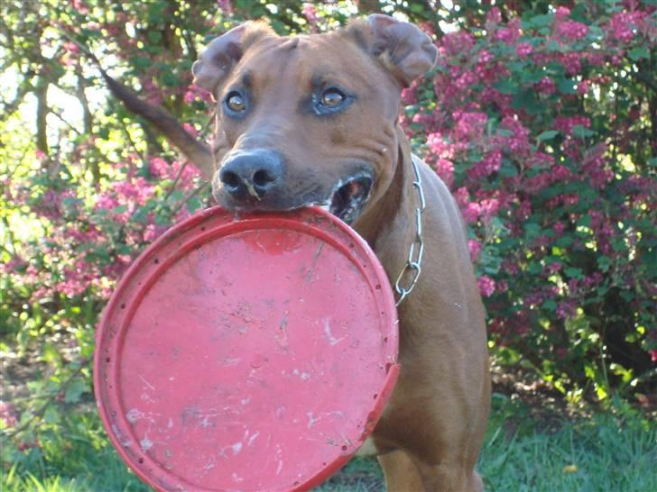 Blanding af racer Kenzo (Dobermann/Amstaff) [Himmelhund] - Fik den (2 år) billede 8