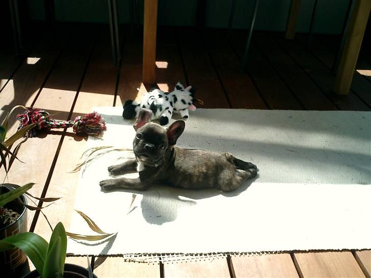 Fransk bulldog Bonzo RIP d. 7.4.10... - altanen er skøn i varmen billede 4