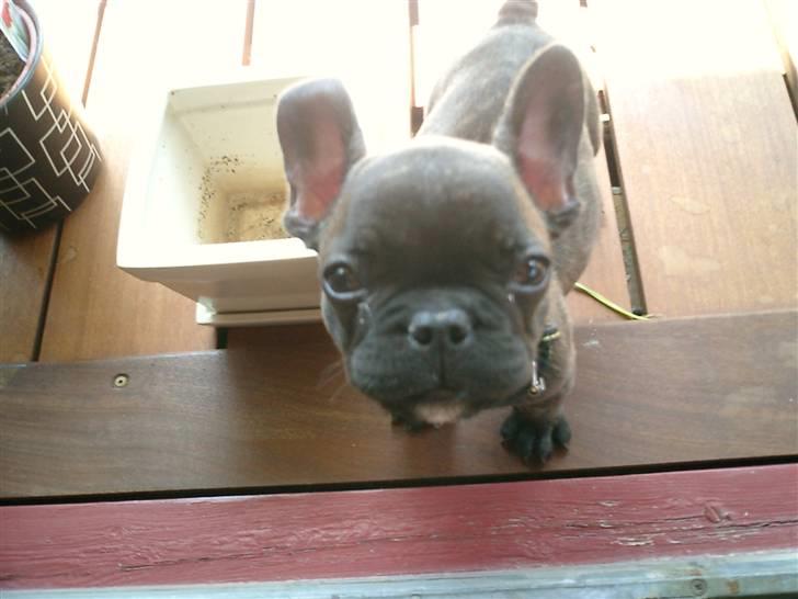 Fransk bulldog Bonzo RIP d. 7.4.10... billede 5