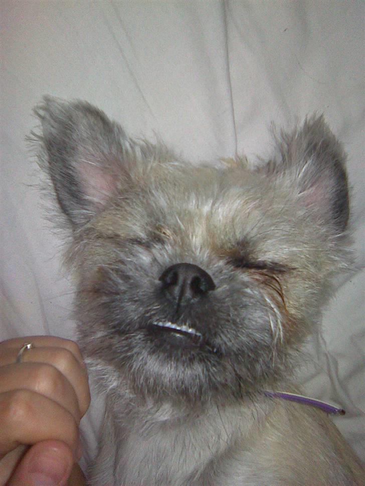 Blanding af racer Angela billede 7