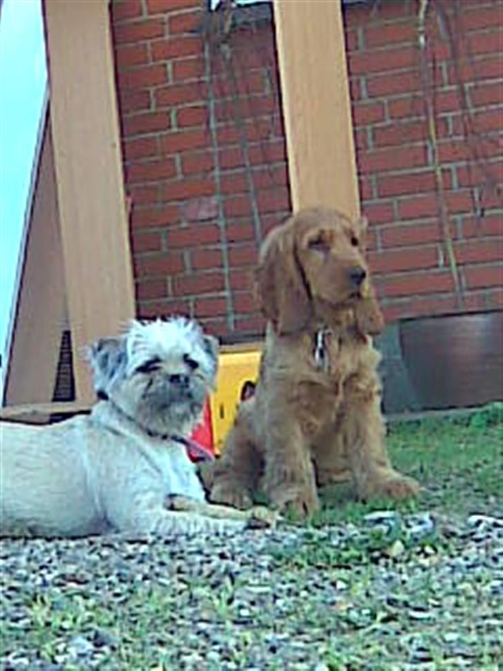 Blanding af racer Angela billede 8