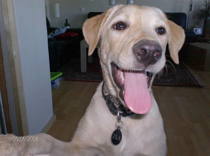 Labrador retriever Zila - Hej og Velkommen til min profil billede 1