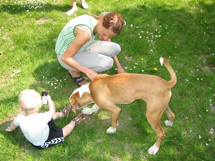 Amerikansk bulldog JAB´S Stanley the monster billede 8