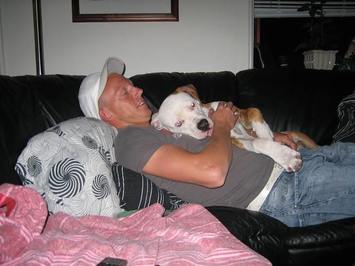 Amerikansk bulldog JAB´S Stanley the monster billede 9