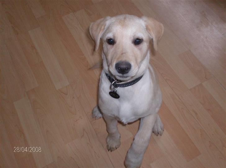 Labrador retriever Zila - når hvad syntes du? er jeg ikke sød? billede 2