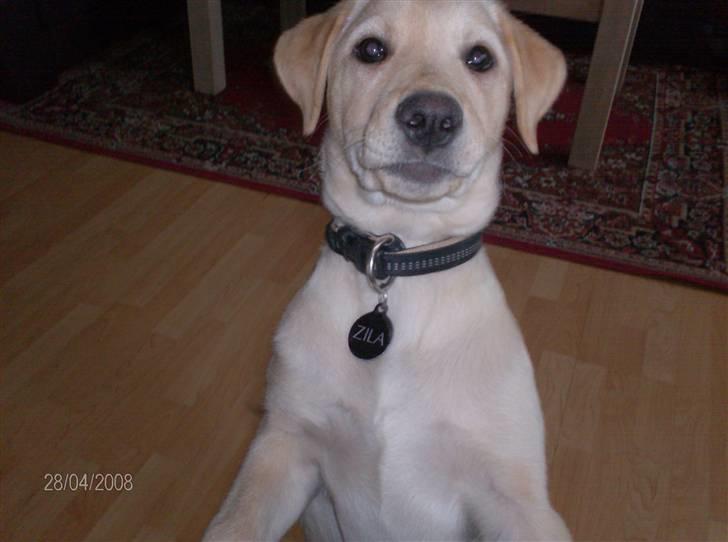 Labrador retriever Zila billede 3