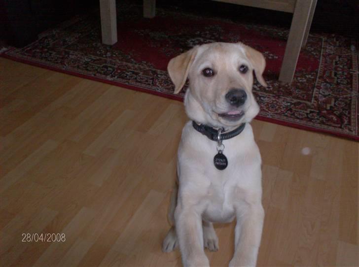 Labrador retriever Zila billede 4