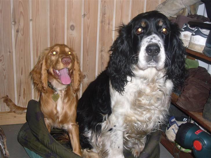 Engelsk springer spaniel Diana. <3 **Død* :'( - Freja min søsters hund og diana <3 billede 10