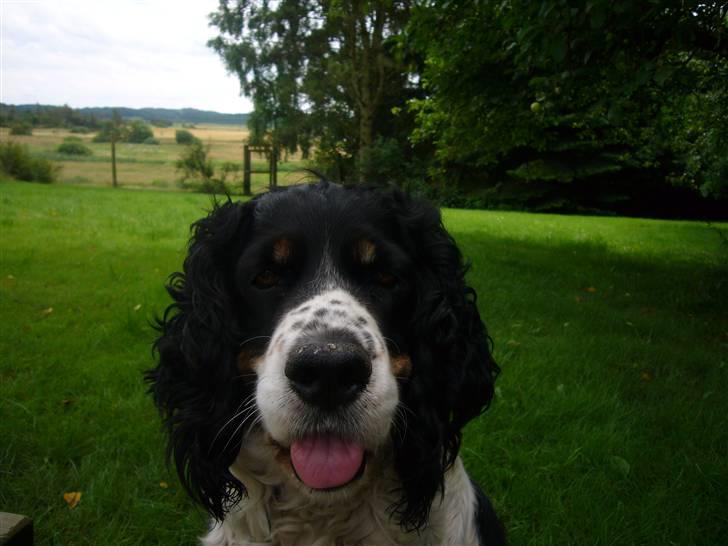 Engelsk springer spaniel Diana. <3 **Død* :'( - rækker tunge.. <3 fnis. billede 11