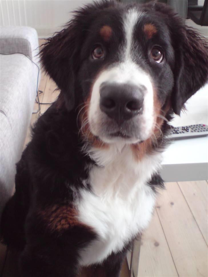 Berner sennenhund Luna - Velkommen til min profil :o) billede 1
