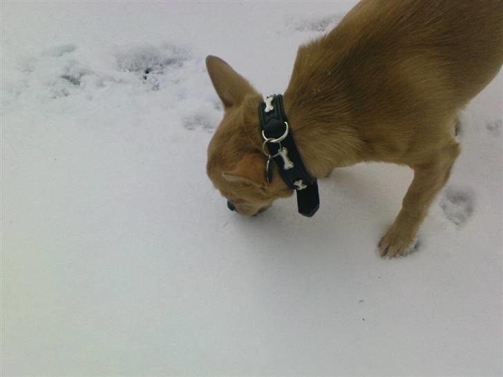 Chihuahua Tonser *HIMMELHUND* - Den første sne.. :D billede 8