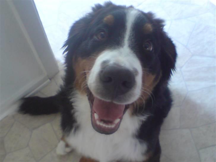 Berner sennenhund Luna - Ihh.. hvor er jeg bare glad :) Luna 5 mdr.  billede 2