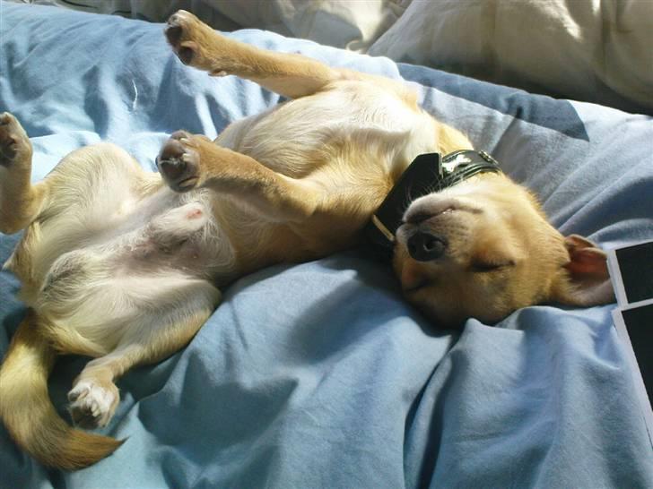 Chihuahua Tonser *HIMMELHUND* - Meget underlig sovende stilling. hehe.  billede 9