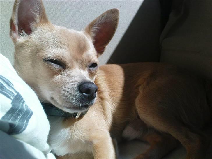 Chihuahua Tonser *HIMMELHUND* - uhhm, solskin og dyne. De 2 bedste ting i verden. billede 10