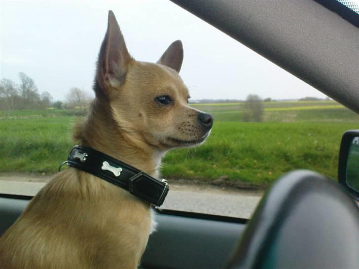 Chihuahua Tonser *HIMMELHUND* - Nu skal den lige passe på den hest derhenne, for her kommer jeg.. billede 11