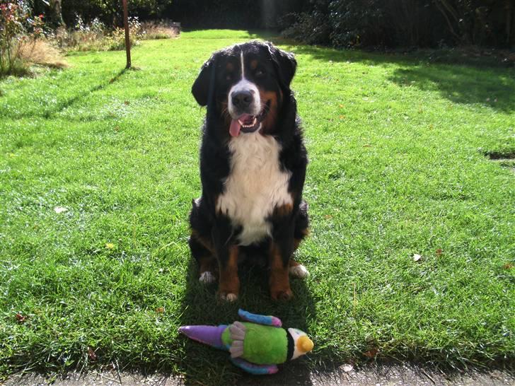 Berner sennenhund Luna - Anders og Luna billede 3
