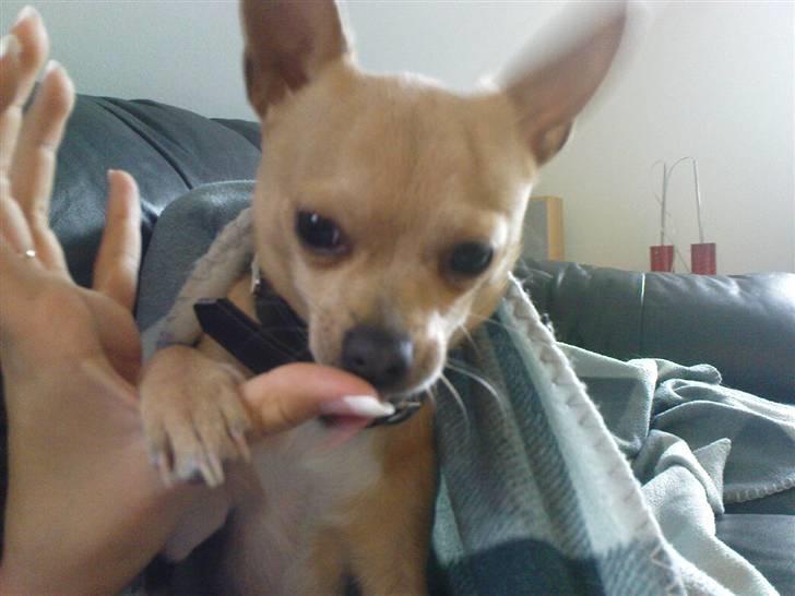 Chihuahua Tonser *HIMMELHUND* - Negle er interessante ! billede 12