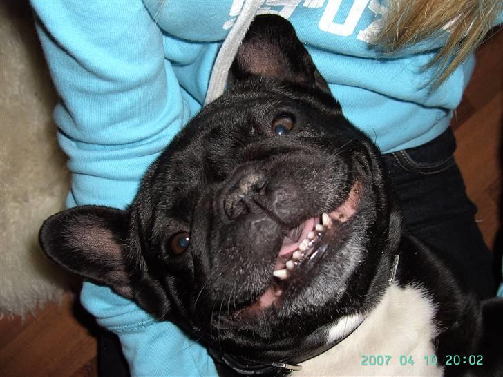 Fransk bulldog chanel - her er så min søster på 6 år. Plaires Chateau billede 9