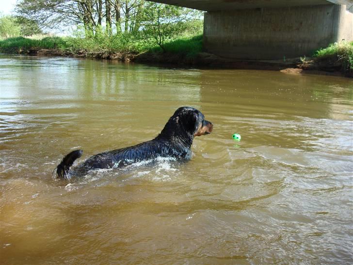 Rottweiler Tazja, fattiggårdens Foxy - Tazja er blevet vild med vand :-) billede 16