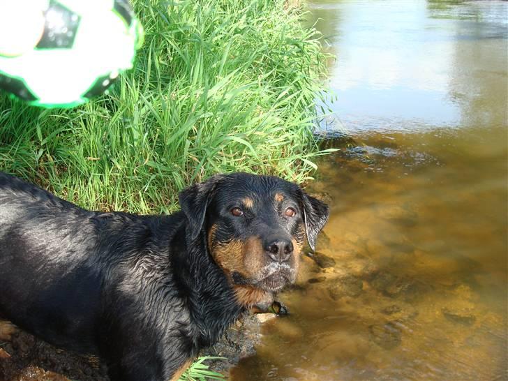 Rottweiler Tazja, fattiggårdens Foxy billede 17