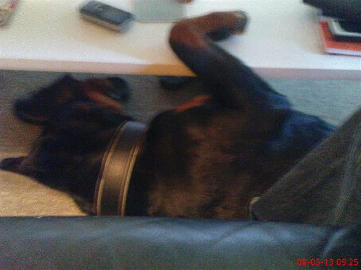 Rottweiler freja død 9/7-08 - freja passer på bordet. så det stikker ihvertfald ikk af griner billede 20